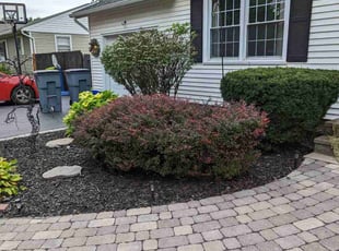 Bush Trimming by Christopher gall for Donnie k. in Syracuse, NY