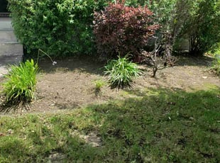 Weeding by Juliana Ledezma for Michael D. in Round Rock, TX