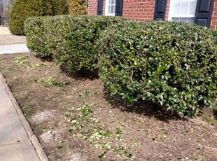 Bush Trimming by Eric Lewis for Robert A. in Waxhaw, NC