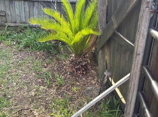 Bush Trimming by Jerry Wells for Adam V. in Zachary, LA