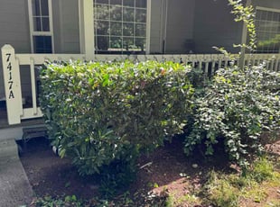 Bush Trimming by Marisa Blair for Georgette T. in Gig Harbor, WA