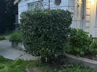 Bush Trimming by Gabriel Aldrete for Candyce V. in Sacramento, CA