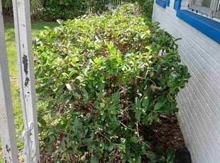 Bush Trimming by Robert Doolan for Laura J. in Brandon, FL