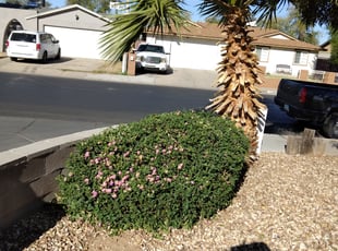 Bush Trimming by Gideon Cook for Katherine A. L. in Phoenix, AZ