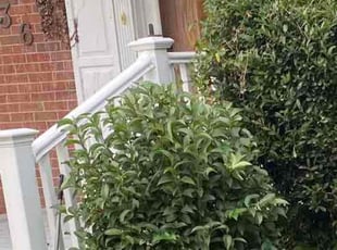 Bush Trimming by David Wilson for Karen M. in Norfolk, VA