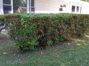 Bush Trimming by Jennifer Jennings for Blaire B. in Newark, DE