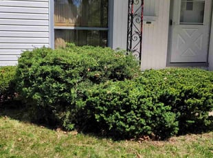 Bush Trimming by Ronnie Anderson for Trina J. in Milwaukee, WI