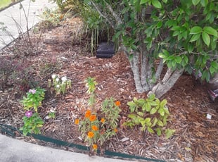 Landscaping by Robert Collins for Alexander H. in Mandeville, LA