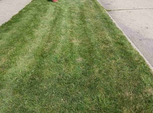 Mic C.'s Grass Cutting service result