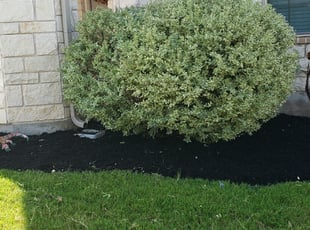 Bush Trimming by Juliana Ledezma for Josh A. in Georgetown, TX