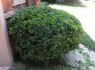 Bush Trimming by Paul Handley for Philip B. in Tulsa, OK