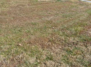 Leaf Removal by Jose Pena for Daniel C. in Charlotte, NC