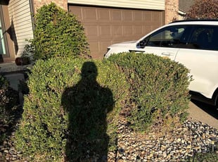 Bush Trimming by Leonte Williams for Tamara C. in Reynoldsburg, OH