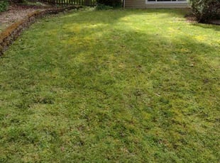 Erin P.'s Lawn Service service result