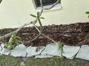 Weeding by Peterson Dariste for Karen W. in Punta Gorda, FL
