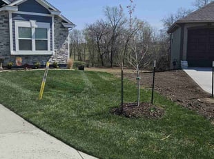 Shellise C.'s Lawn Mowing service result