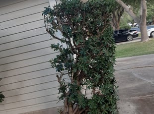 Bush Trimming by Danny Shipman for Matthew P. in San Antonio, TX