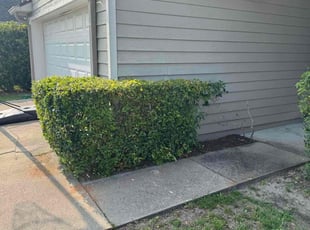 Bush Trimming by Ben Handy for Tiana G. in Orlando, FL
