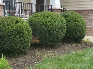 Bush Trimming by Rohan James for Melissa C. in Chester, VA