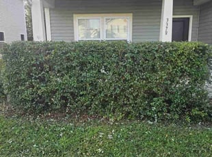 Bush Trimming by Pavel Artyukh for Ian y. in Midland, NC