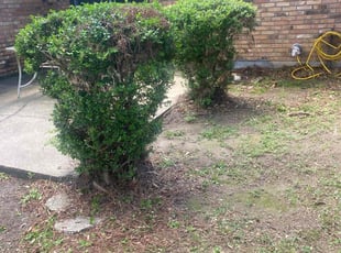 Bush Trimming by Lathen Bartley for Nancy. H. in Baton Rouge, LA