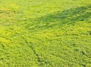 Jason P.'s Lawn Mowing service result