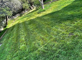 Xavier/Donica B.'s Grass Cutting service result