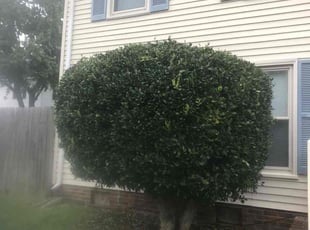 Bush Trimming by Chase Hatmaker for Shirley M. in Virginia Beach, VA