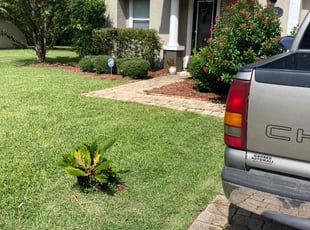 Bush Trimming by Jasmine Cooper for Theresa G. in Jacksonville, FL