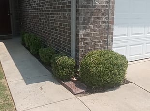 Bush Trimming by Ashley McCarty for Brittany J. in Southaven, MS