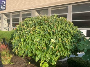 Bush Trimming by Marcus Grimes for Dr. J. in Dayton, OH