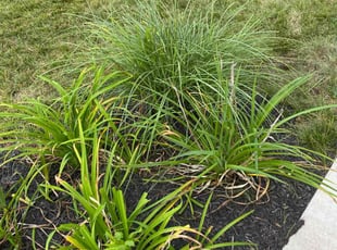 Jesse W.'s Bush Trimming service result