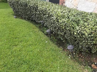 Bush Trimming by Gregorio Castruita for Kim M. in Manvel, TX