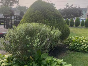 Bush Trimming by Cristian Giron for Wendy L. in Warminster, PA