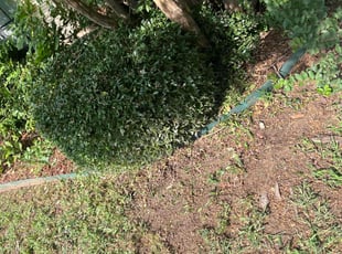 Bush Trimming by Eric Aguirre for Austin f. in Grapevine, TX