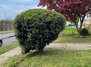 Bush Trimming by Fidel Rodriguez for Rose W. in Capitol Heights, MD