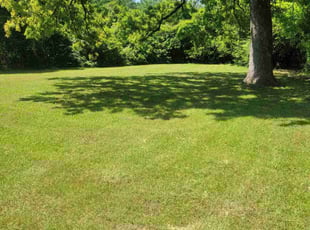 Carita H.'s Yard Cutting service result