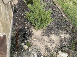 Weeding by Leave it UP 2 Us, Llc for CHRISTINA M. in Fort Worth, TX