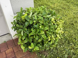 Bush Trimming by James Douglas for Mathew F. in Eustis, FL
