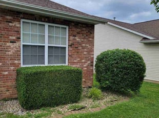 Bush Trimming by Perry Luna for Nedra S. in Belleville, IL