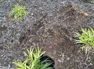 Weeding by KK Green Grass for Reanetta P. in Overland Park, KS