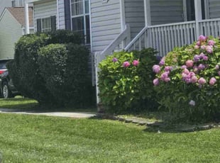 Bush Trimming by Anthony Brown for Nyree-Dawn J. in Chesapeake, VA