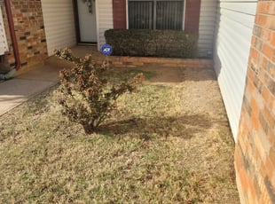 Bush Trimming by James Archer for Ingrid R. in Norman, OK