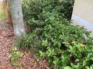 Bush Trimming by Mike Elbanna for Jacob H. in Fish Hawk, FL