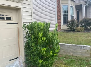 Bush Trimming by Fredrick thomason for Caroline L. in Greer, SC