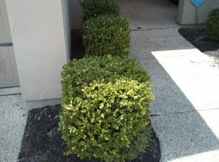 Bush Trimming by Derek Schoenfeld for Chris L. in San Antonio, TX