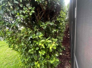 Bush Trimming by Mark Leon for Sandra G. in Clermont, FL