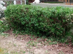 Bush Trimming by Amber Fuentes for Ross M. in Washington, DC