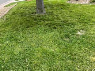 Jade M.'s Lawn Maintenance service result