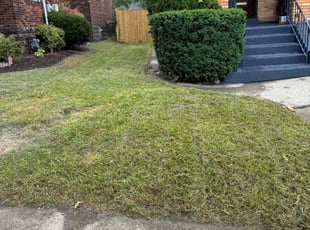 Bush Trimming by David Rasulov for Avori G. in Munhall, PA